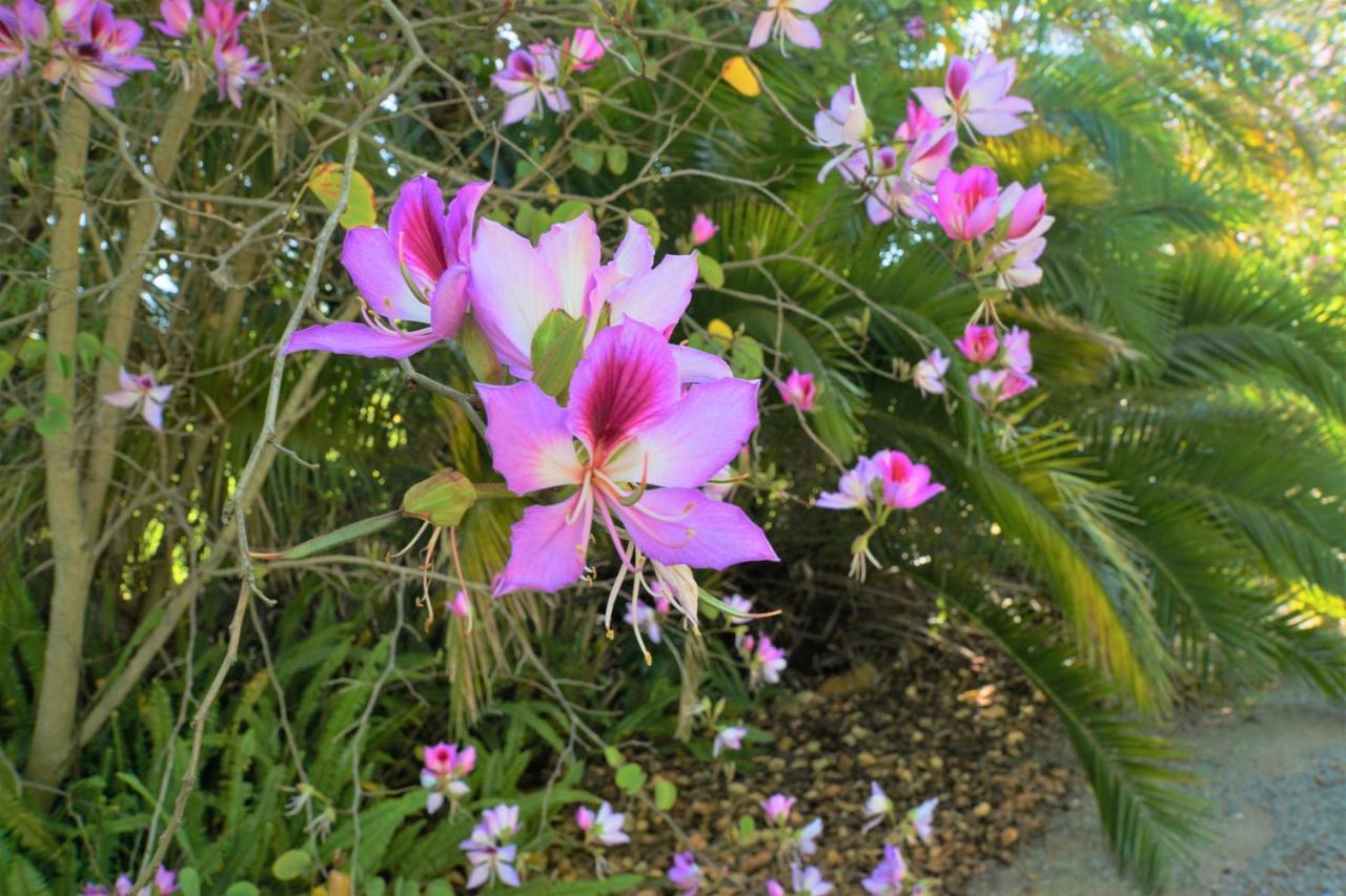 Swellendam Country Lodge - Guest House - B&B Eksteriør bilde